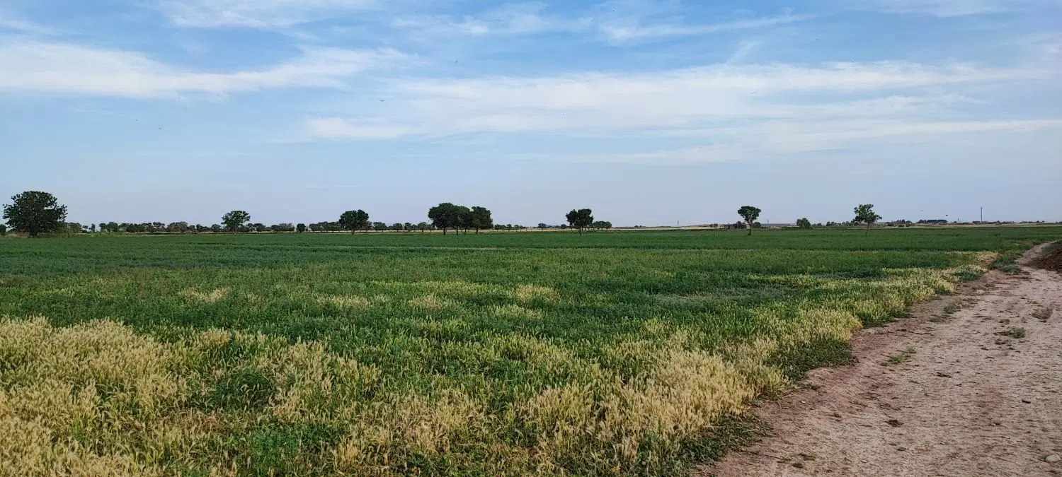 زمین کشاورزی سند تک برگ