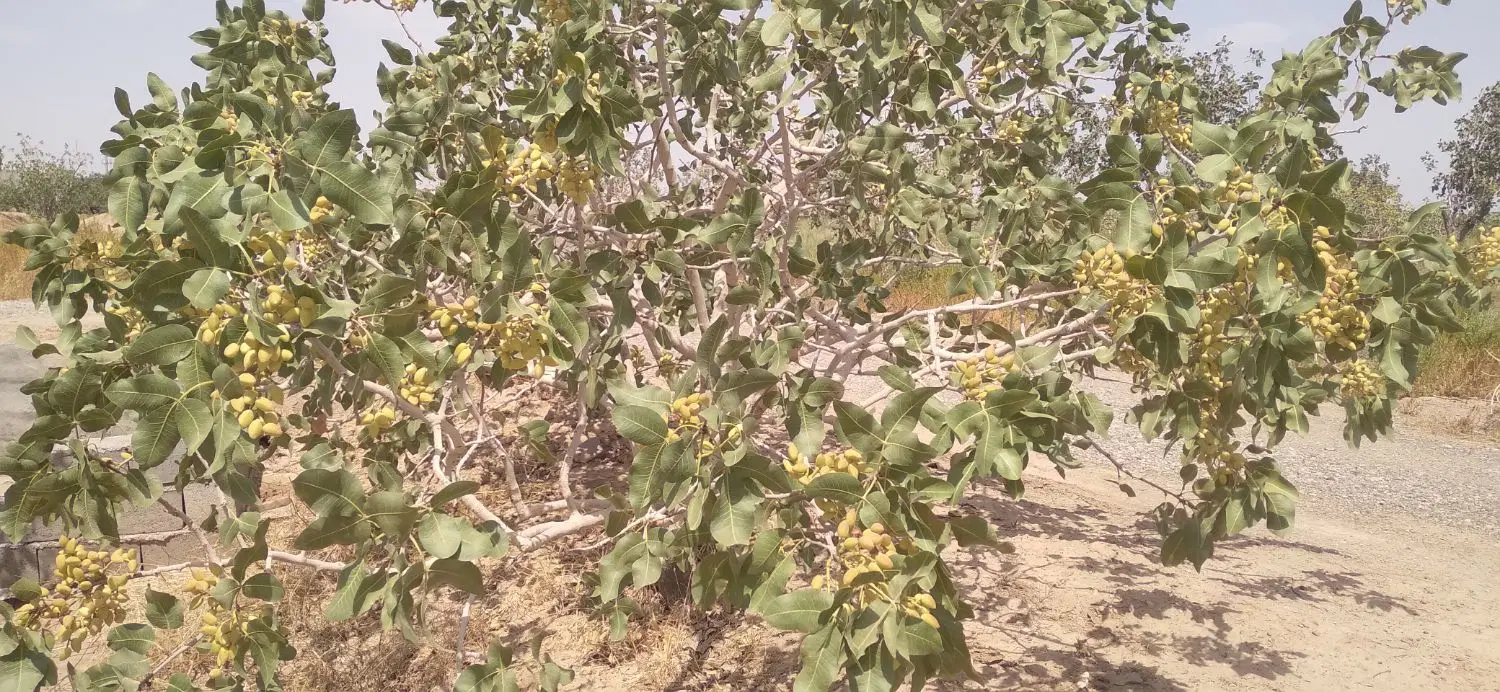 باغ پسته