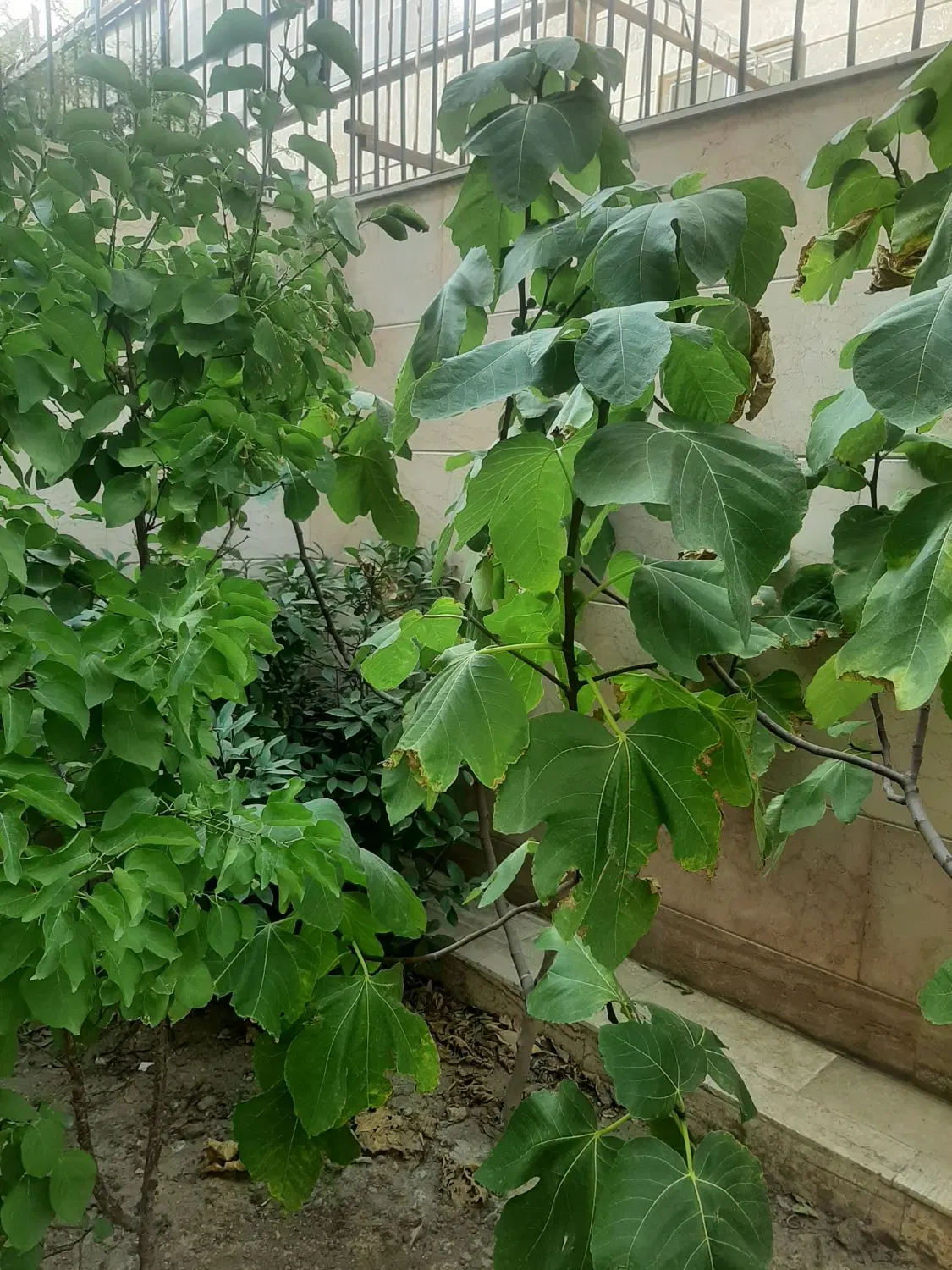 اجاره آپارتمان