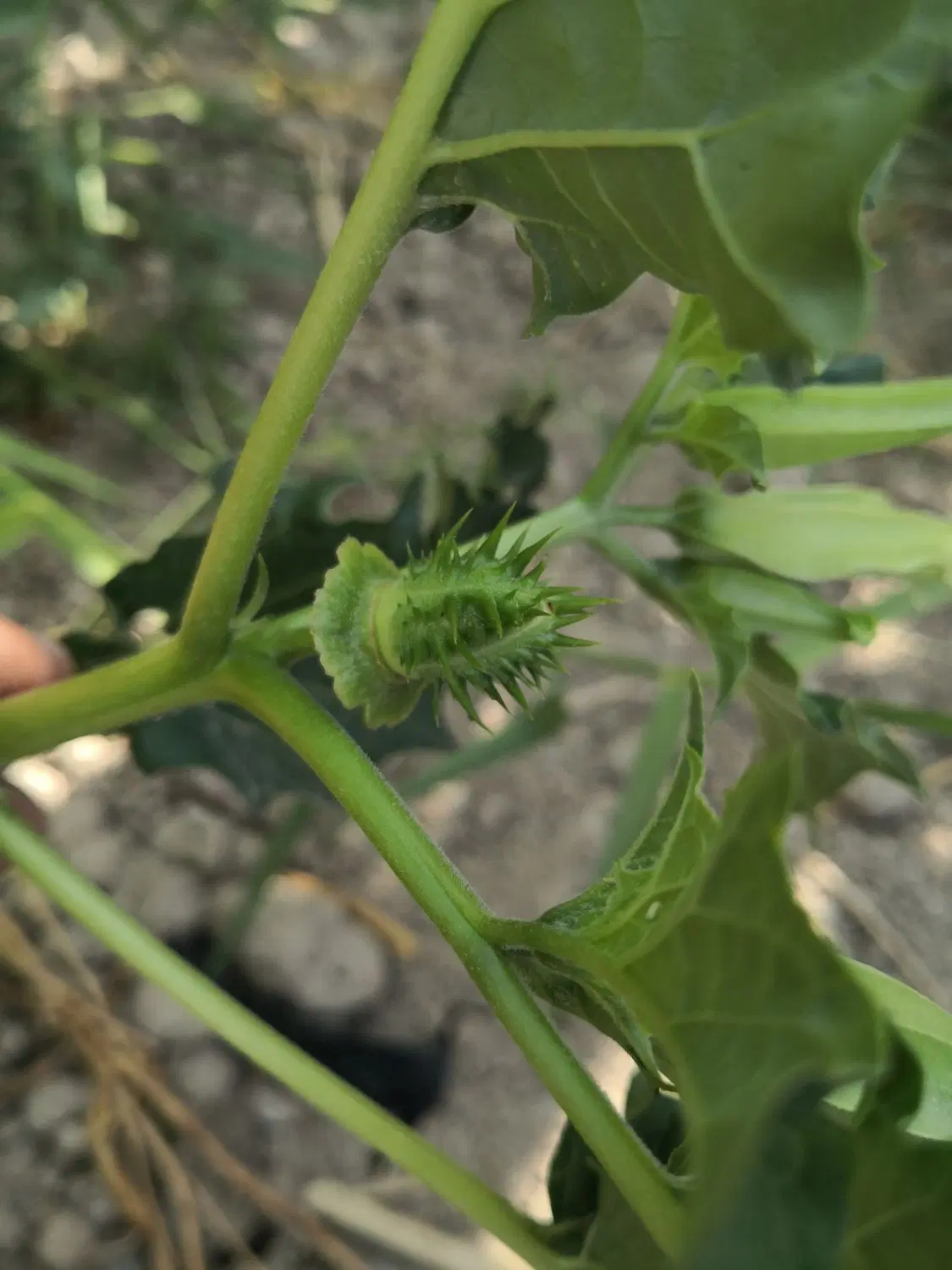 سرمایه گذاری تضمینی ملکی باغچه