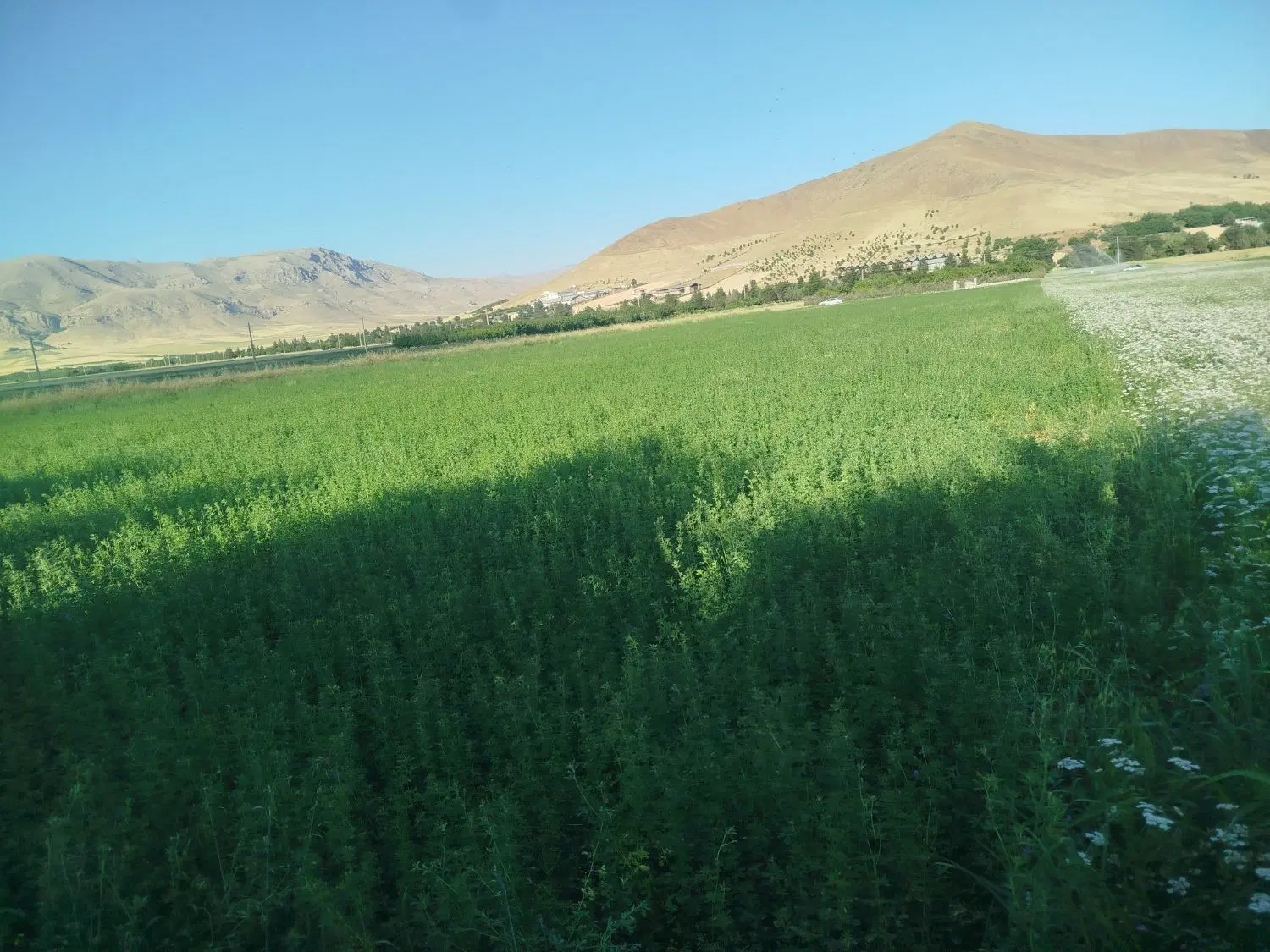 زمین بارانی برقی