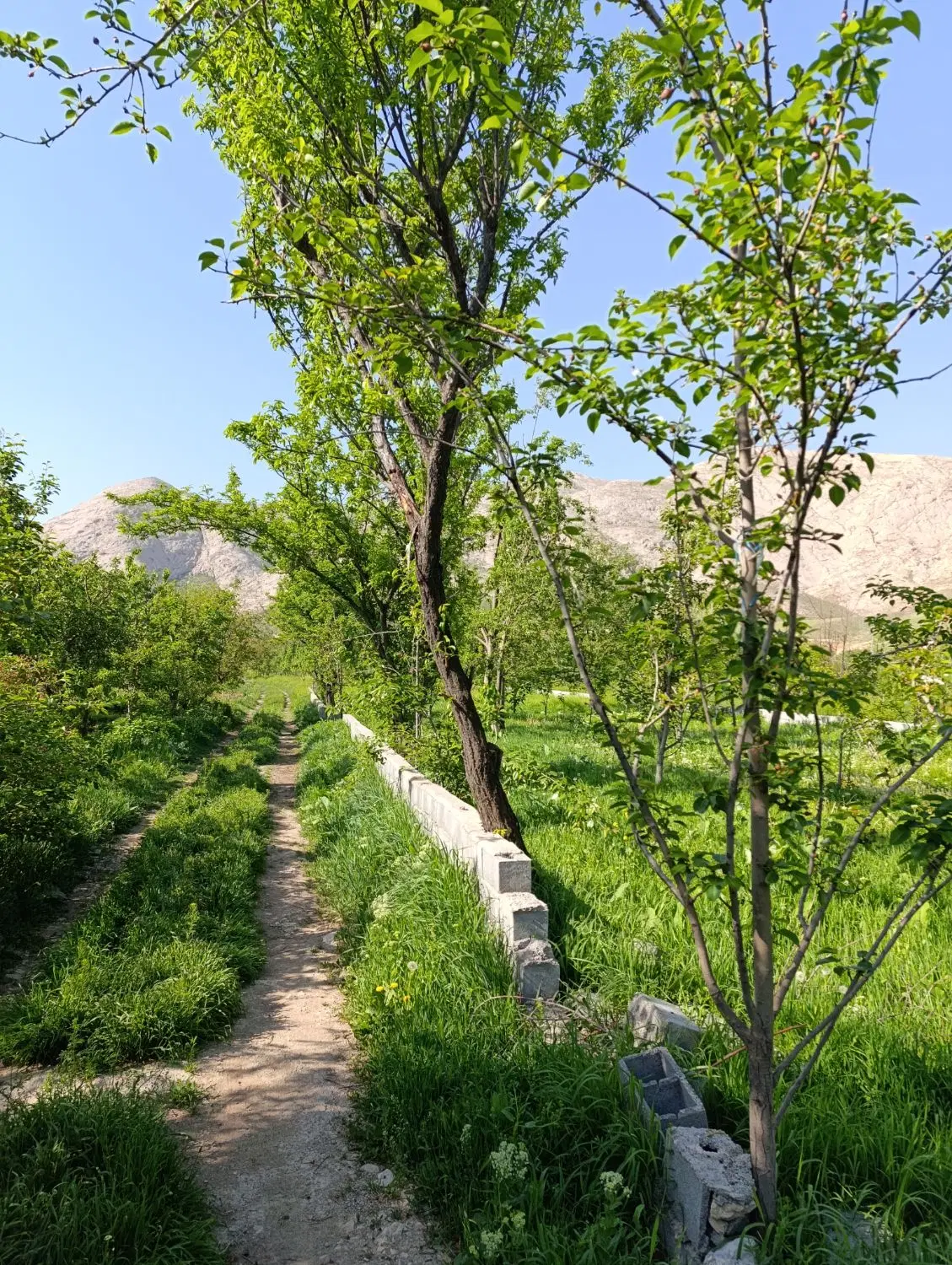 300 متر باغ داخل مجموعه ویلایی با آب سند 550 تومن