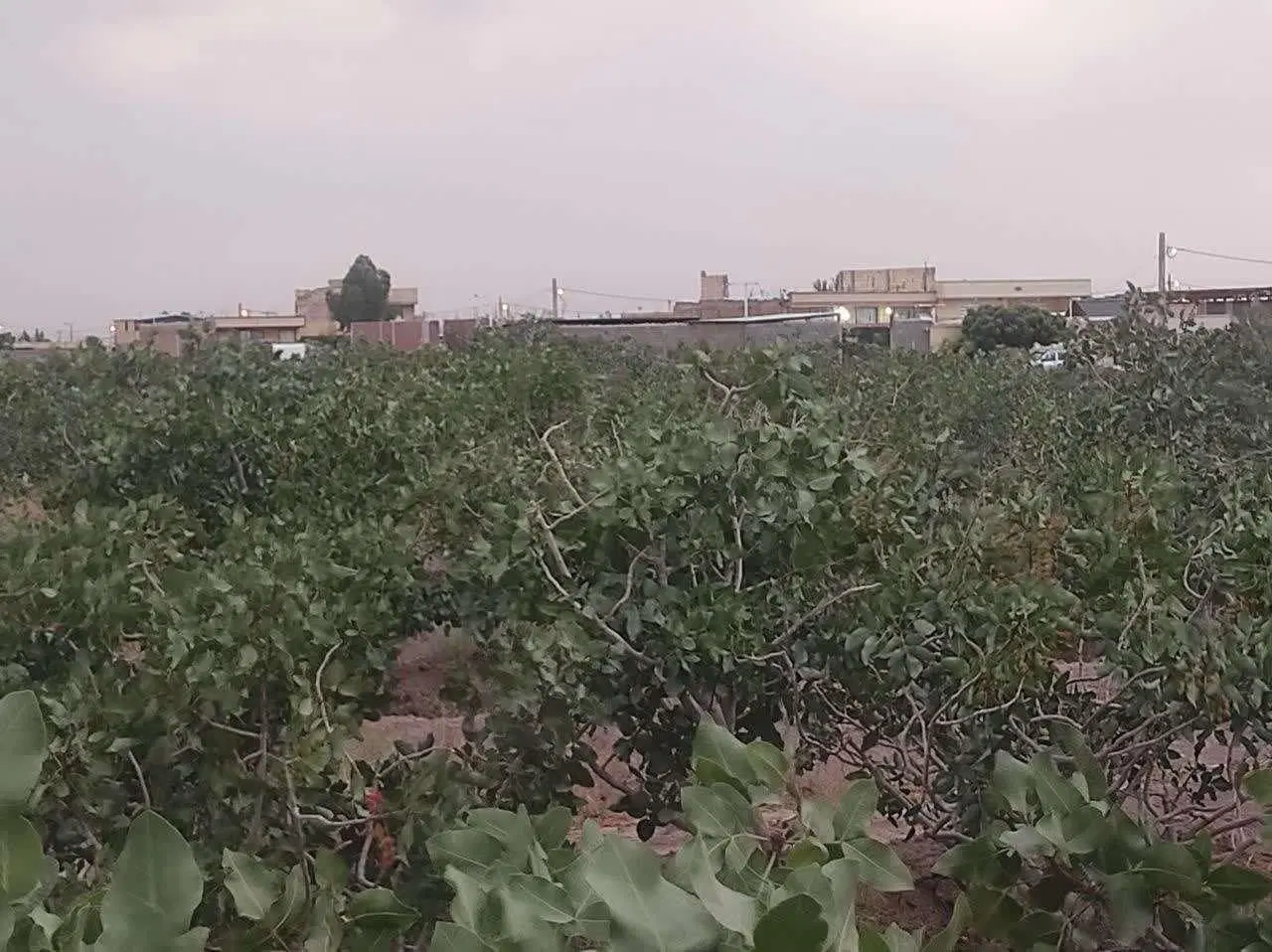 فروش زمین پسته