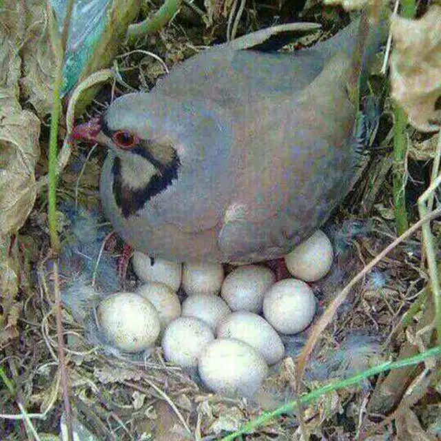 ۳۰۰ متر زمین