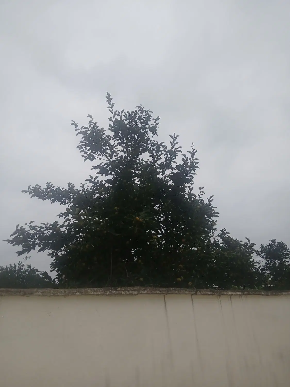 خانه اجاره را جدا نیاوران