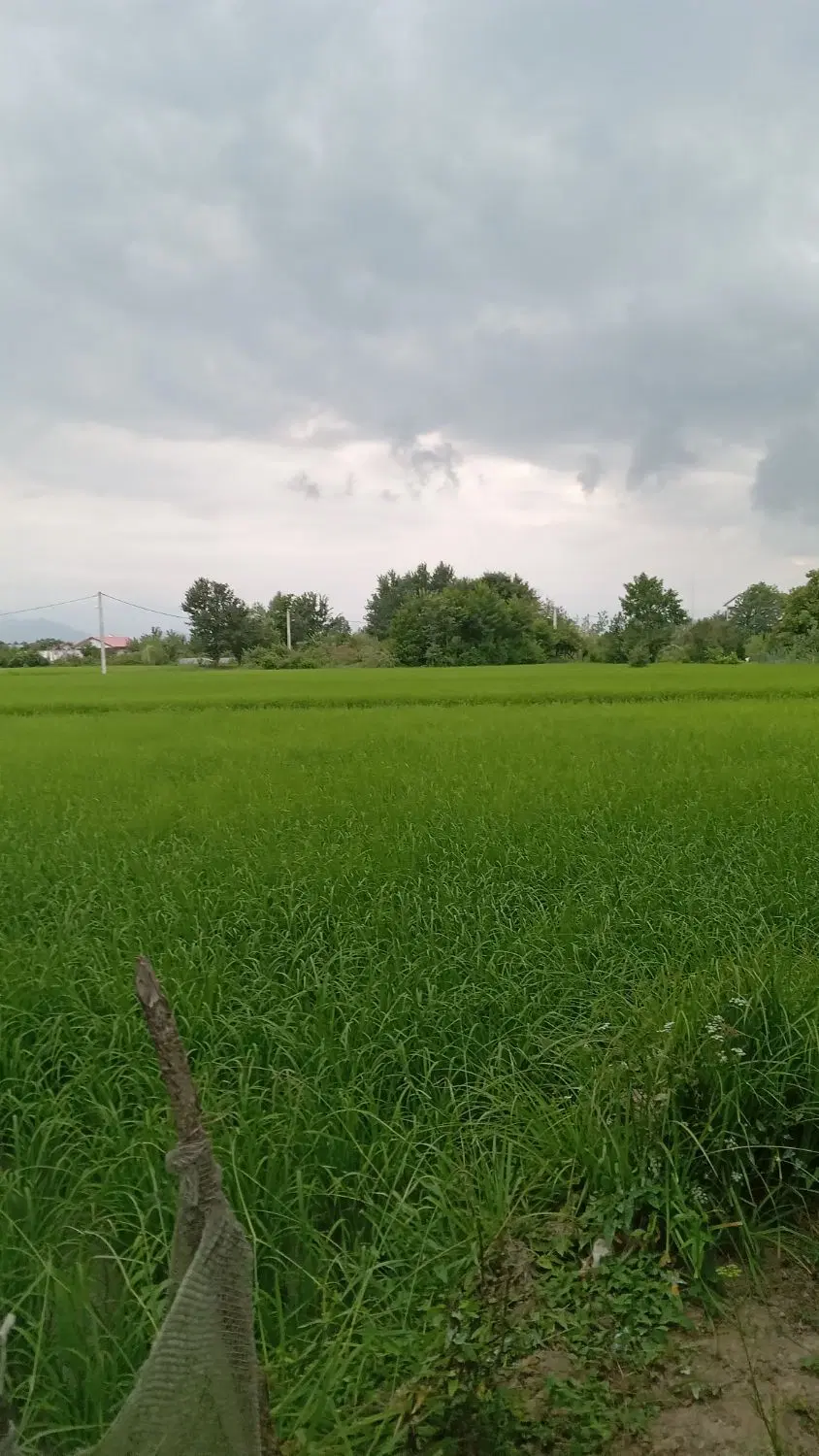 شالیزار سنتی دارای را ه اختصاصی