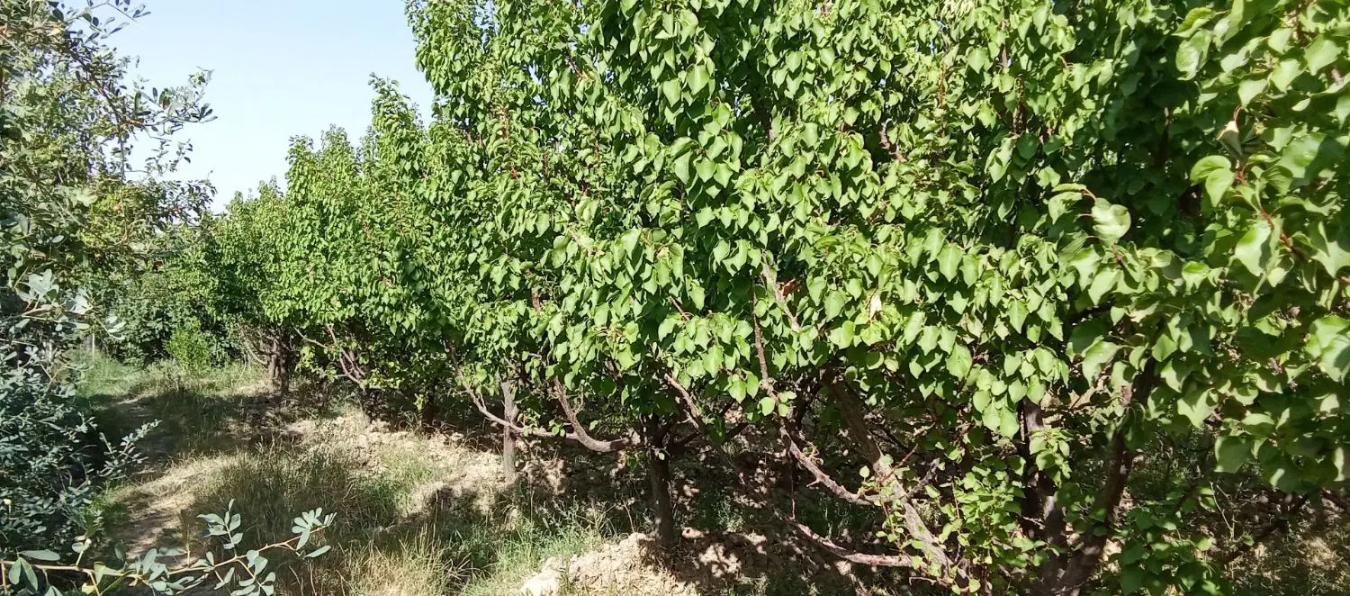 باغ در روستای ایرج