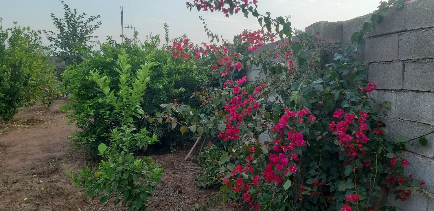 باغچه بنجعفر