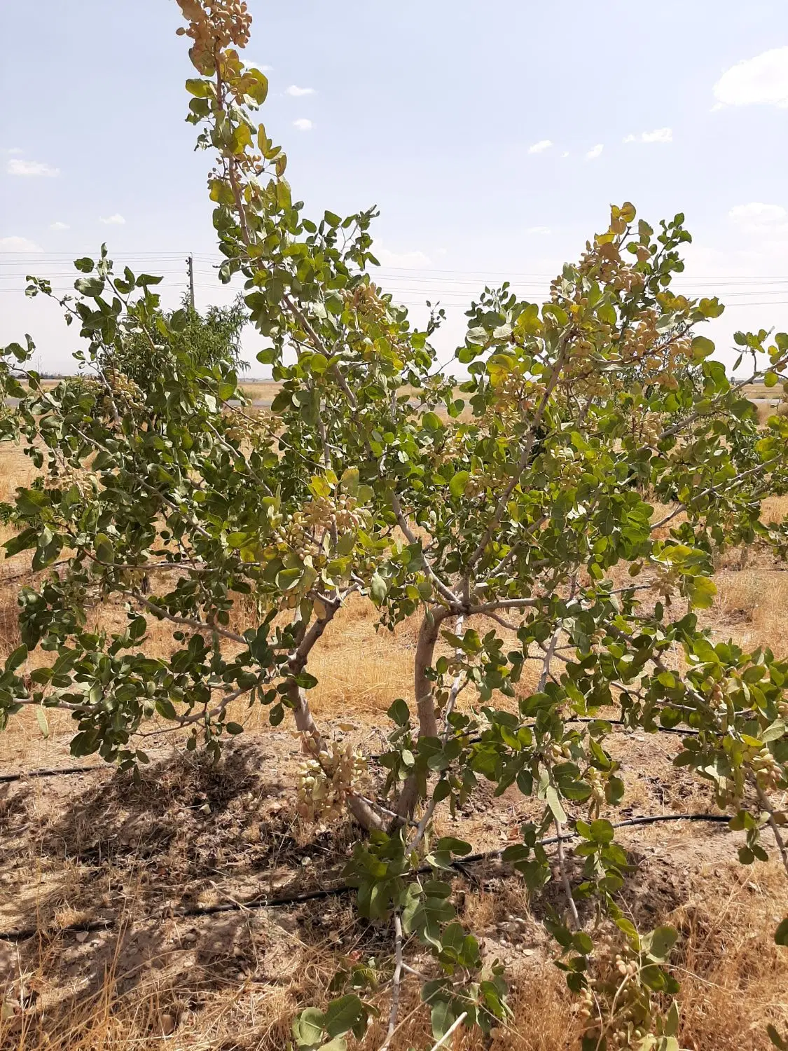 فروش یک قطعه زمین باغی به مساحت ۳۰۰۰ متر