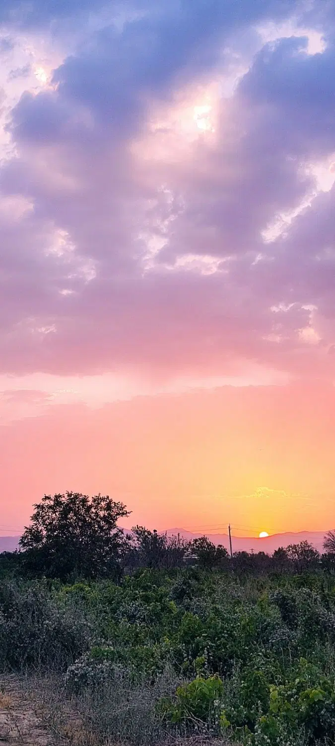 باغ انگور