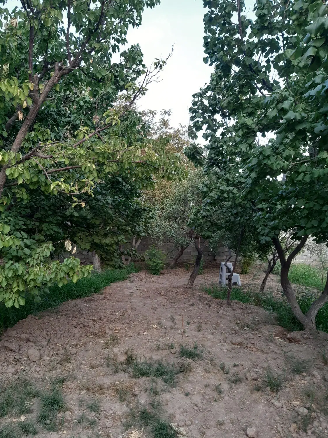 باغ باغچه