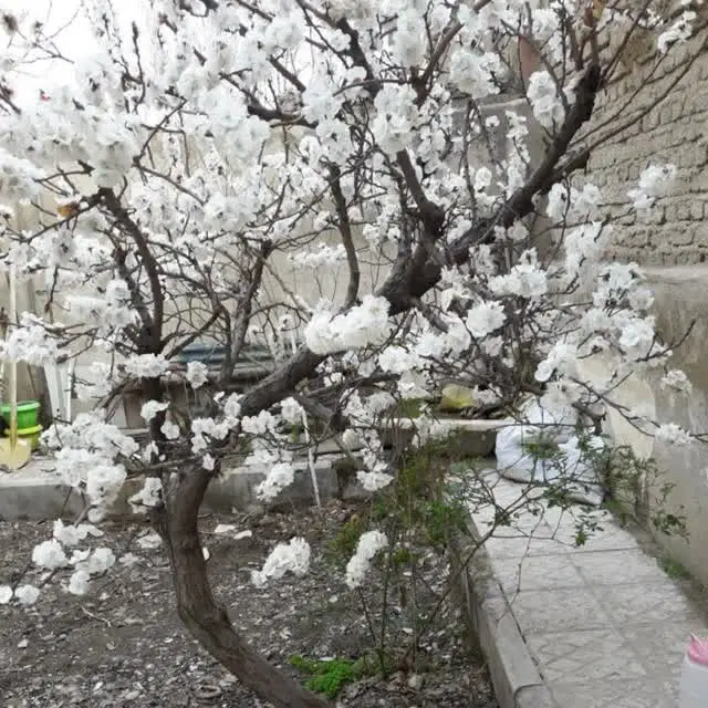 خونه ویلایی وتجاری