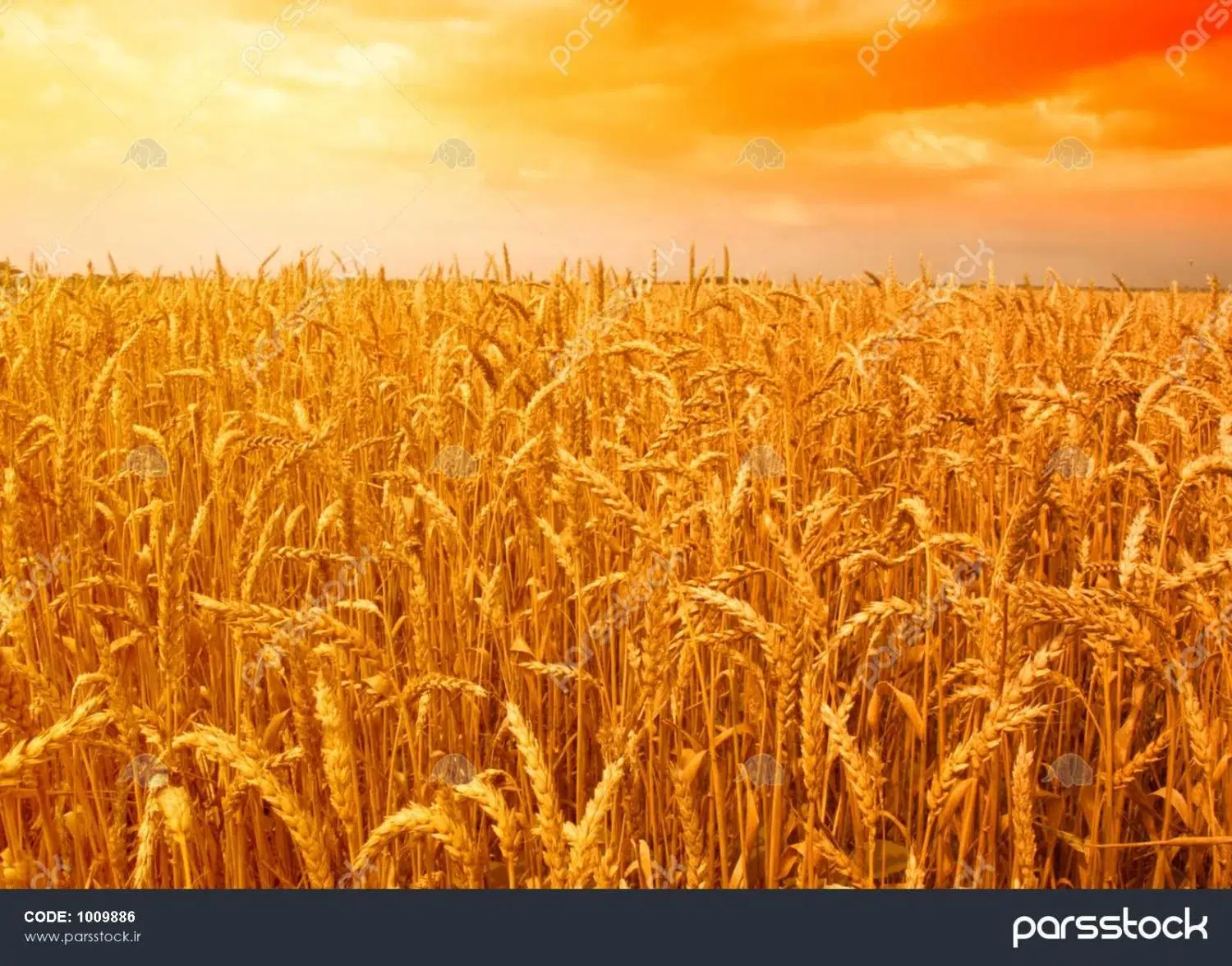 زمین کشاورزی در چشمه جان قلی