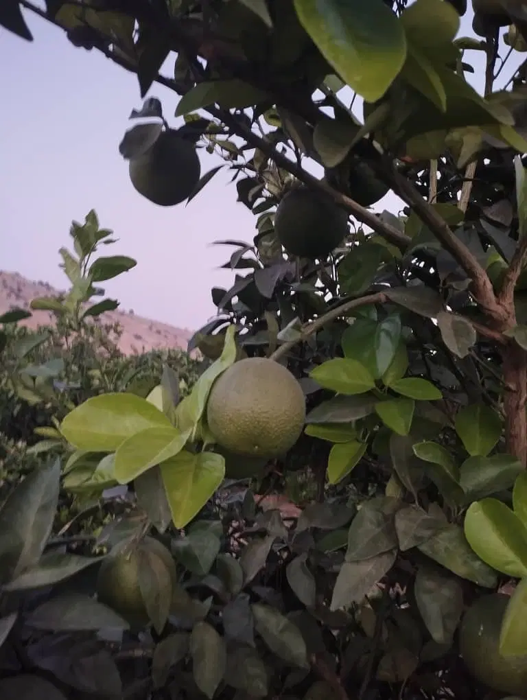 زمین کشاورزی