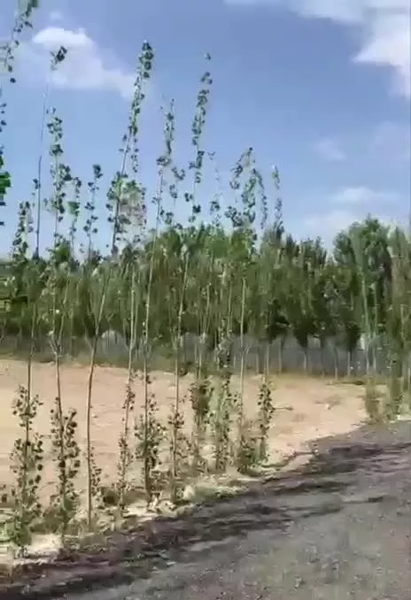 زمین