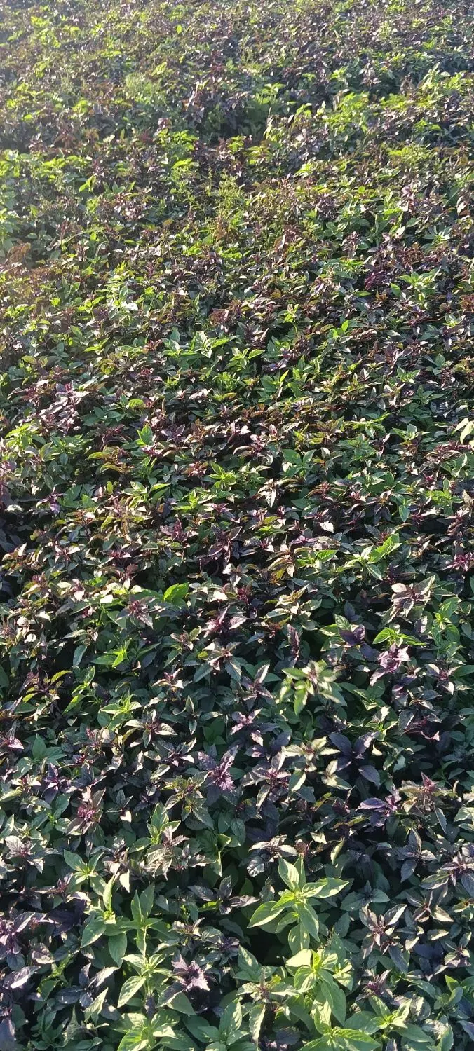 اجاره کننده زمین کشاورزی