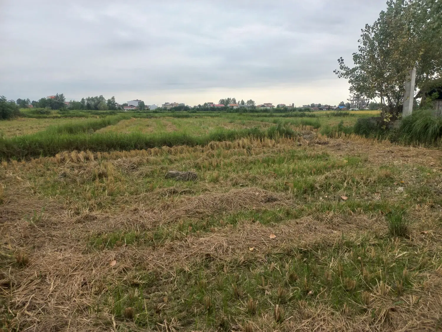 ۵۰۰۰ متر شالی سنتی شهری اماده برای ساخت ساز.