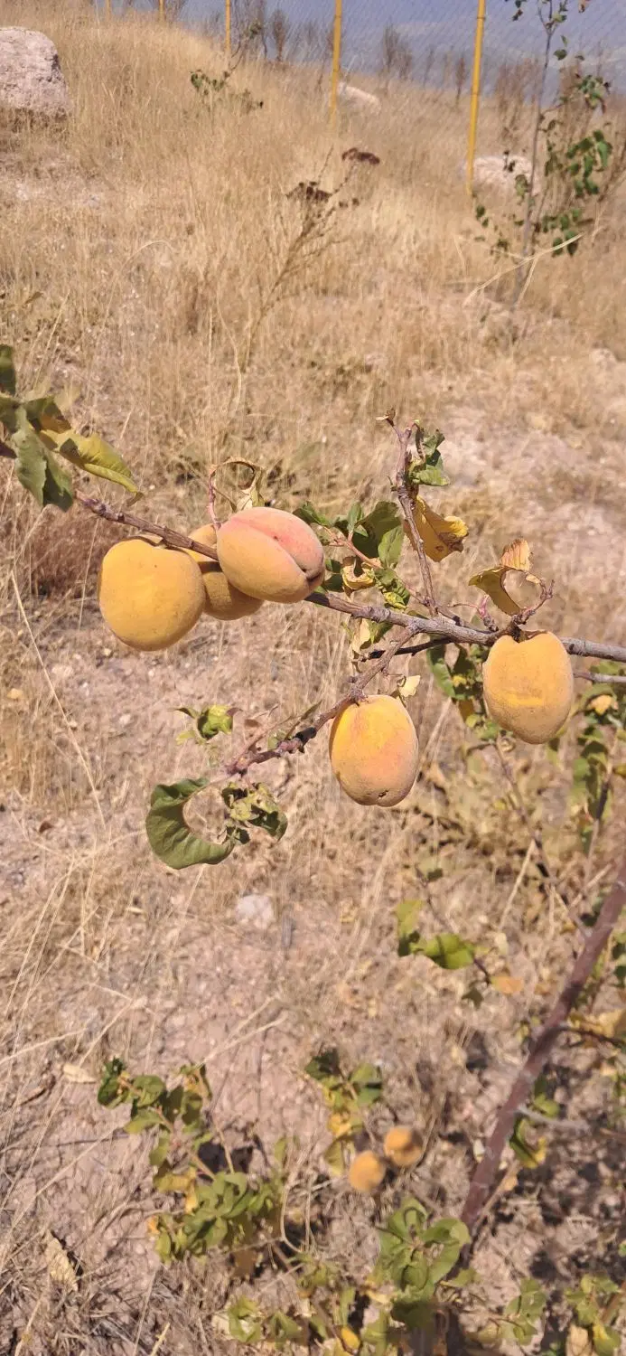 ۱۰۷۰ متر باغ میوه  . طالقان ‌