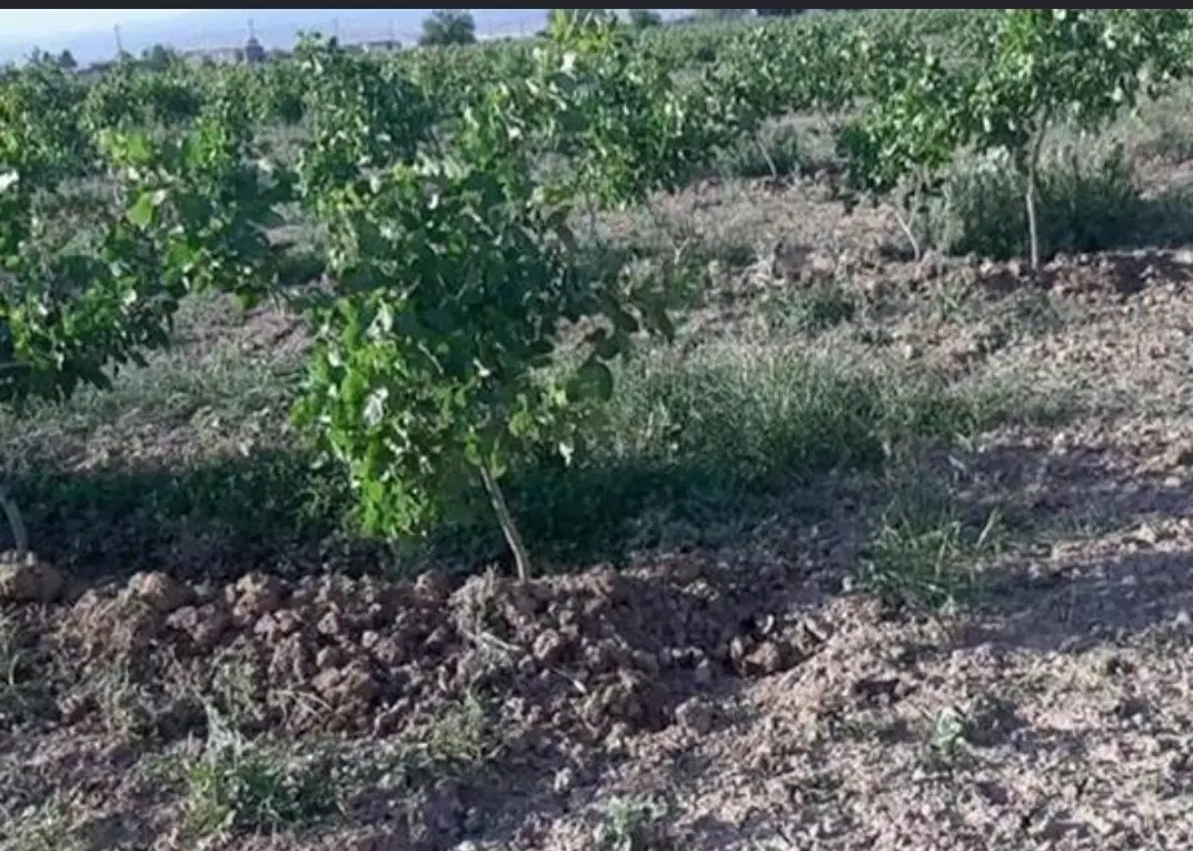 زمین باغی لب جاده امام رضا