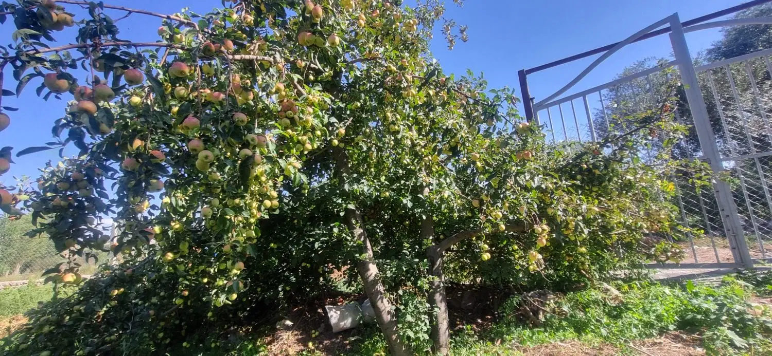 زمین باغ روستای شیره جین