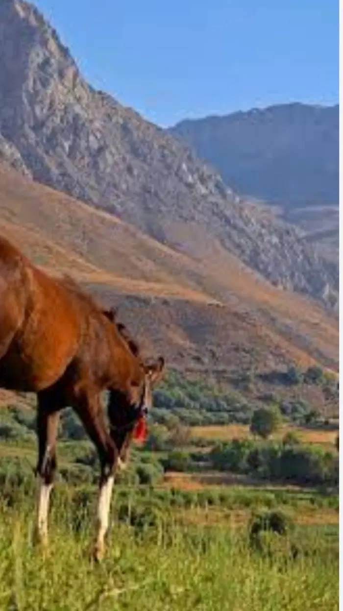 زمین کشاورزی