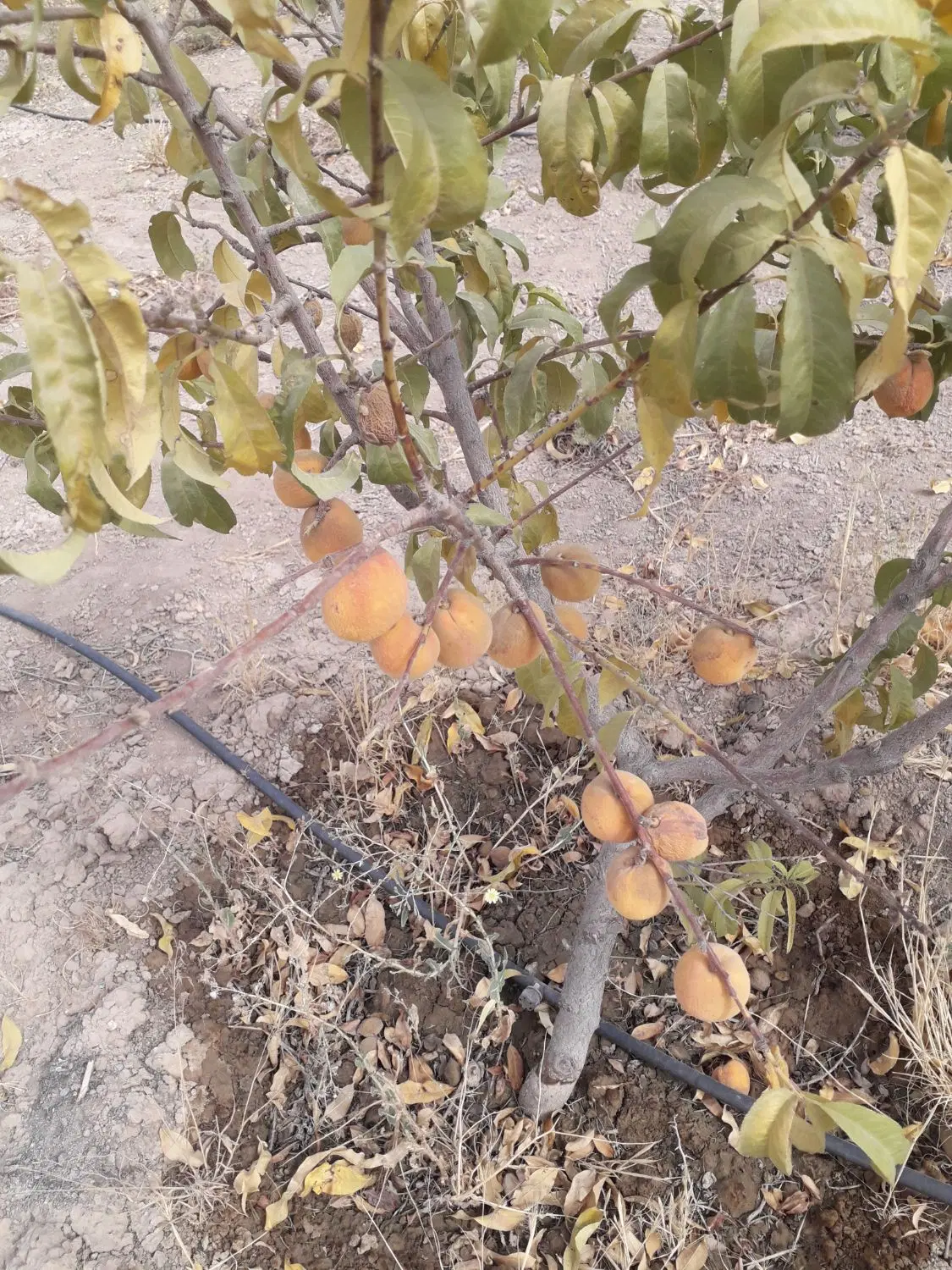باغچه ۵۰۰ متری هشتگرد تنکمان کریم اباد