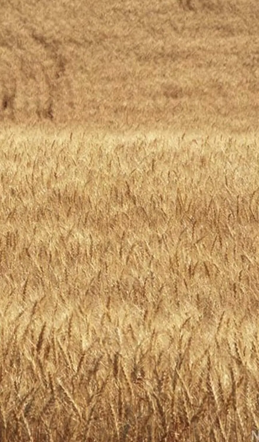 فروش زمین کشاورزی