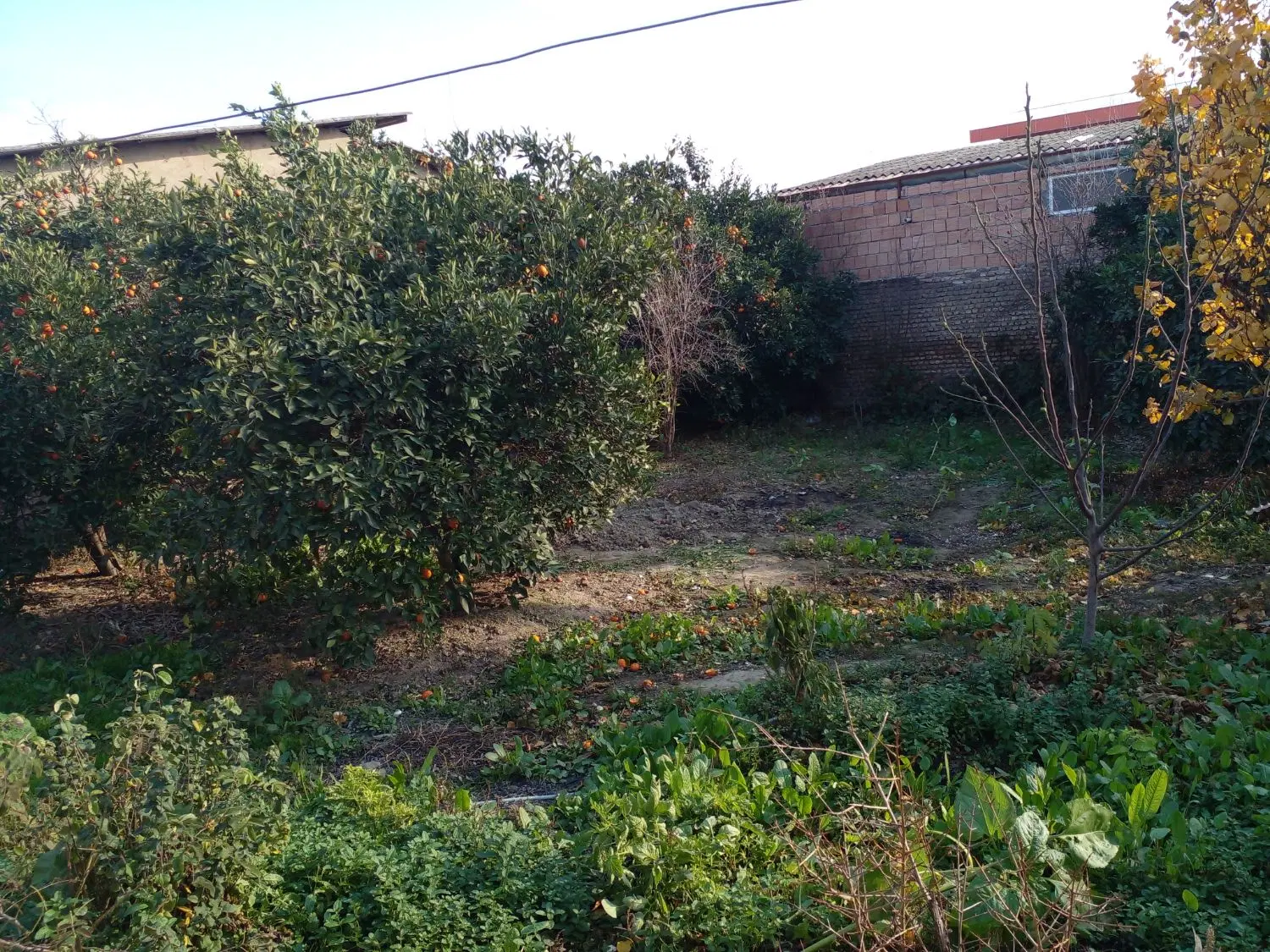 خانه ویلایی و باغ