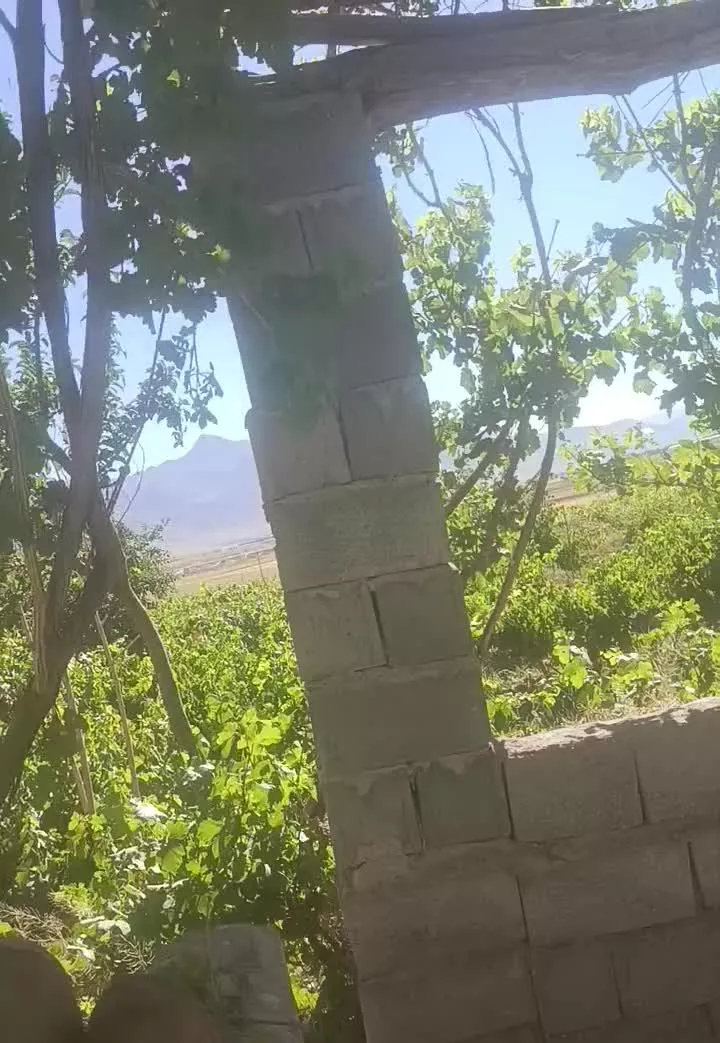 باغ انگور ایرانچه