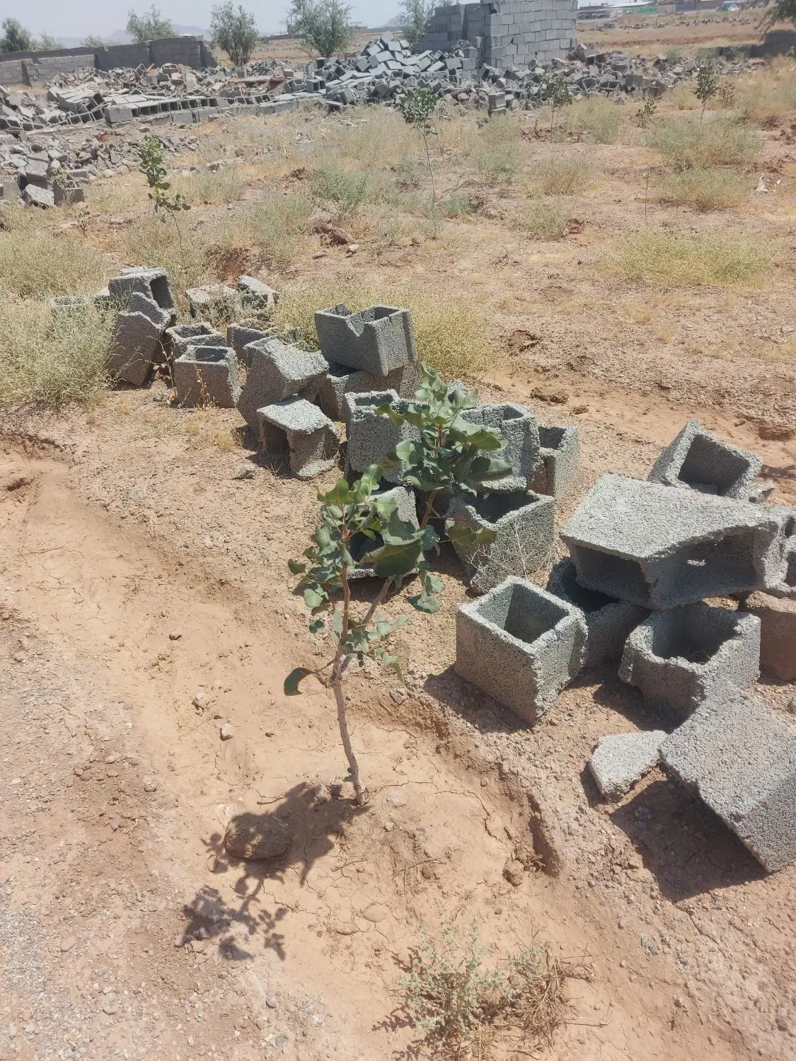 زمین باغ باغچه ویلا