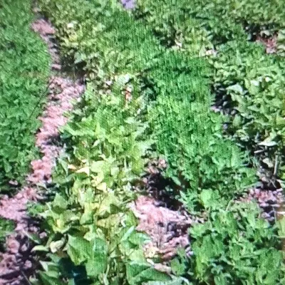 فروش زمین باغی داخل طرح هادی