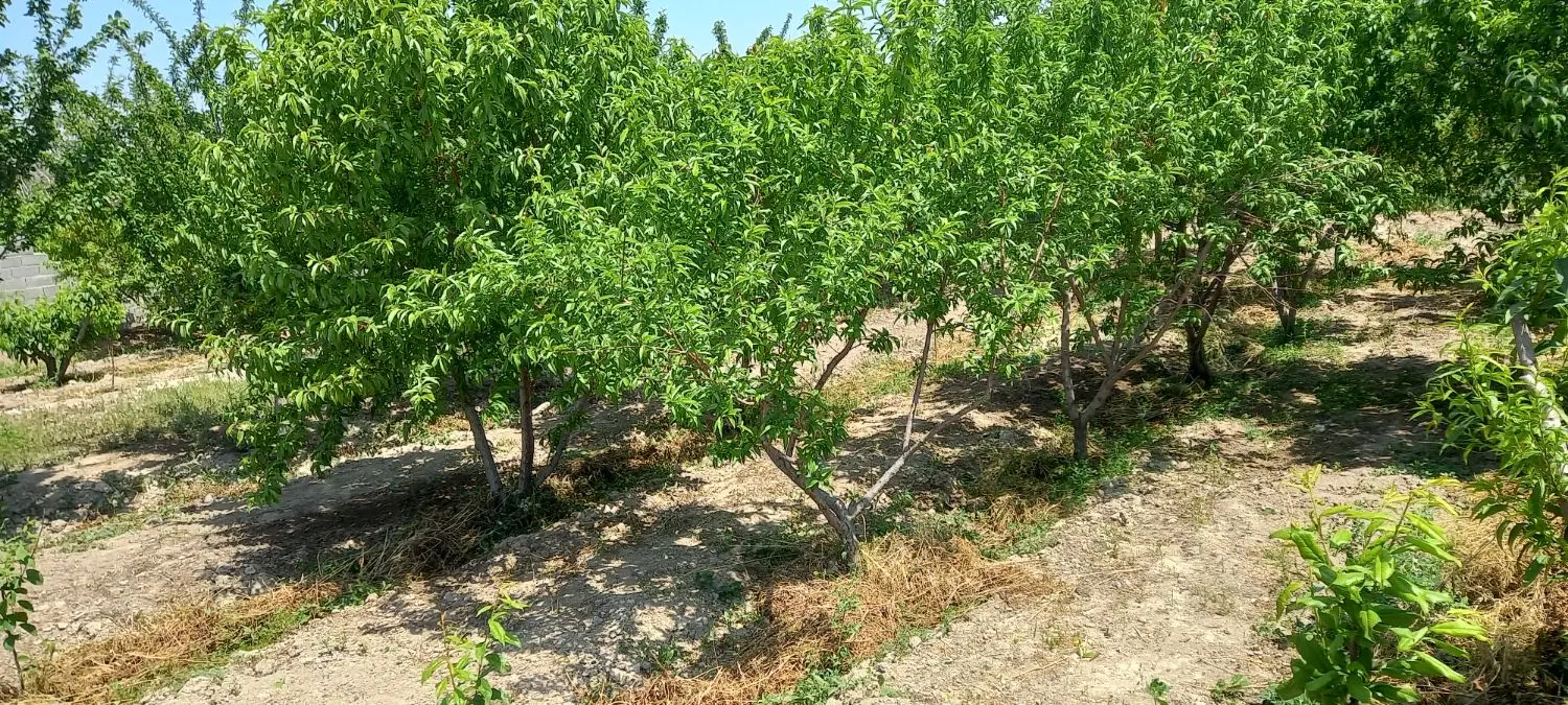 فروش چهار دیواری با درختان میوه چند ساله