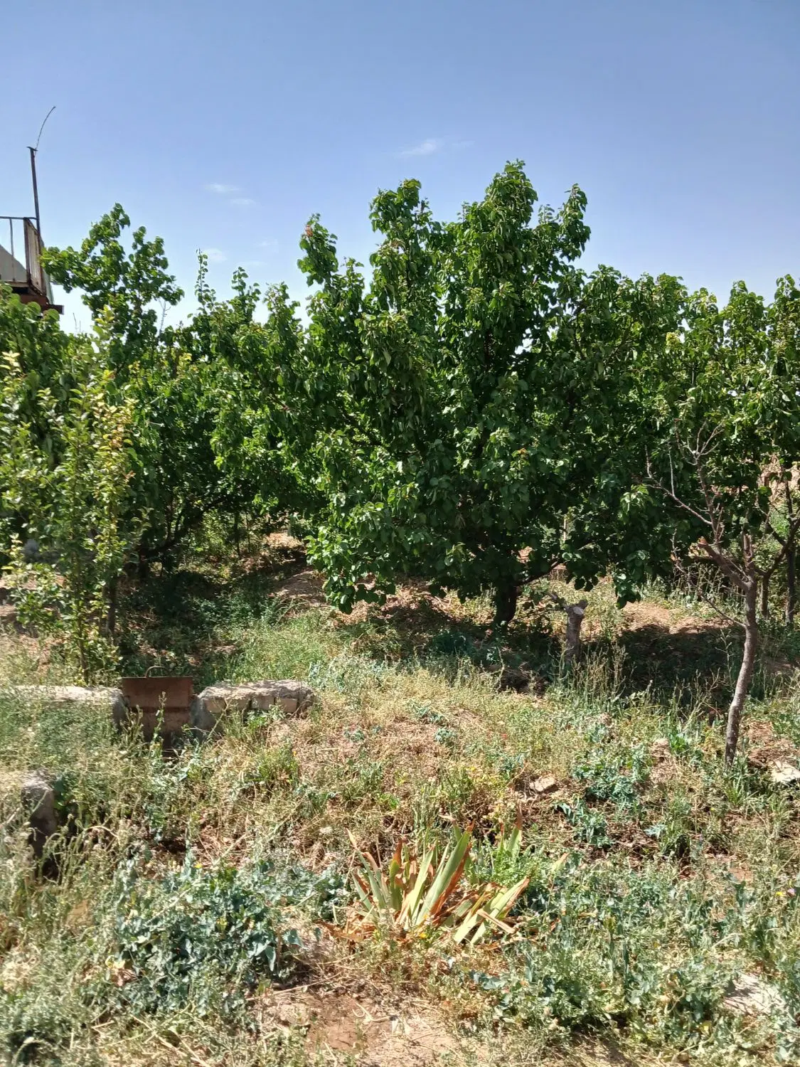 باغ در جعفر اباد