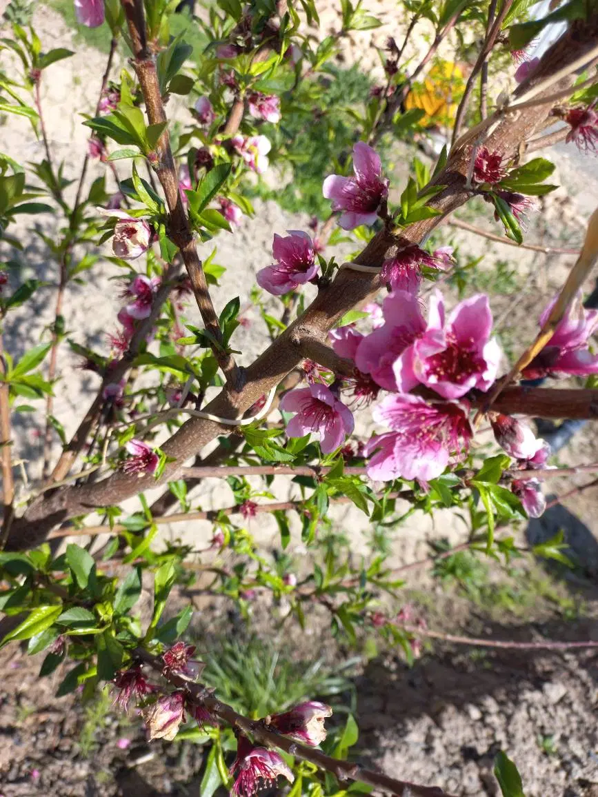 فروش زمین