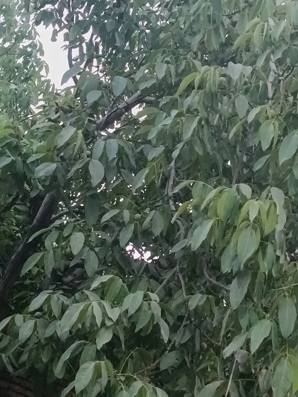 آبشینه باغ