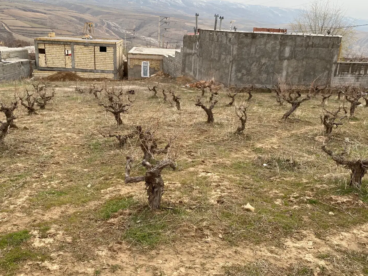 زمین باغ انگور
