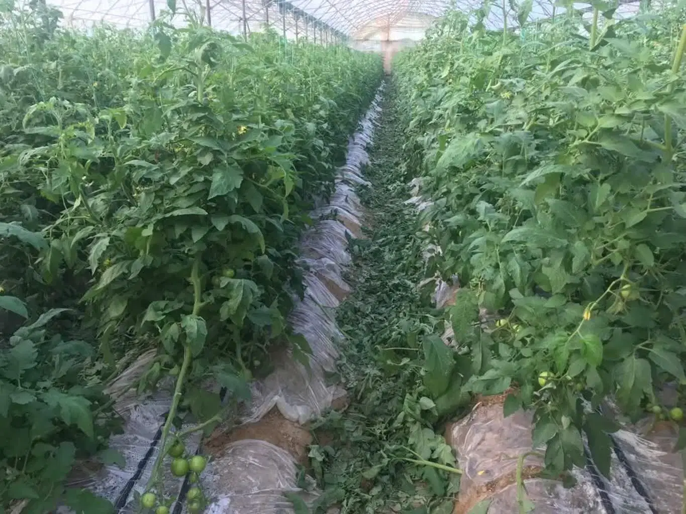 فروش زمین و گلخانه