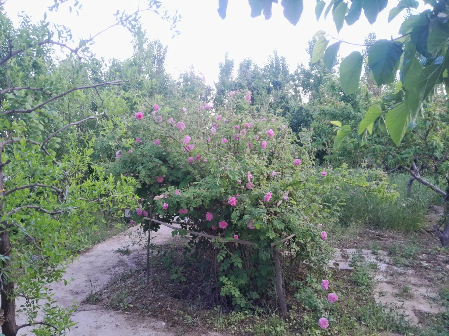 زمین باغی با درختان میوه ۷ساله