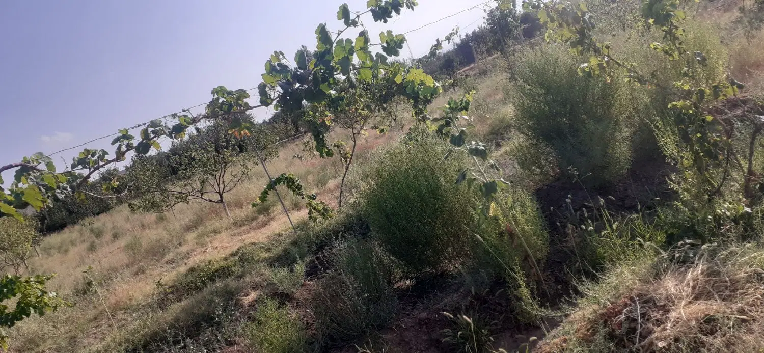 باغ و زمین بالاتر از نوایی از زمینهای حاشیه رود