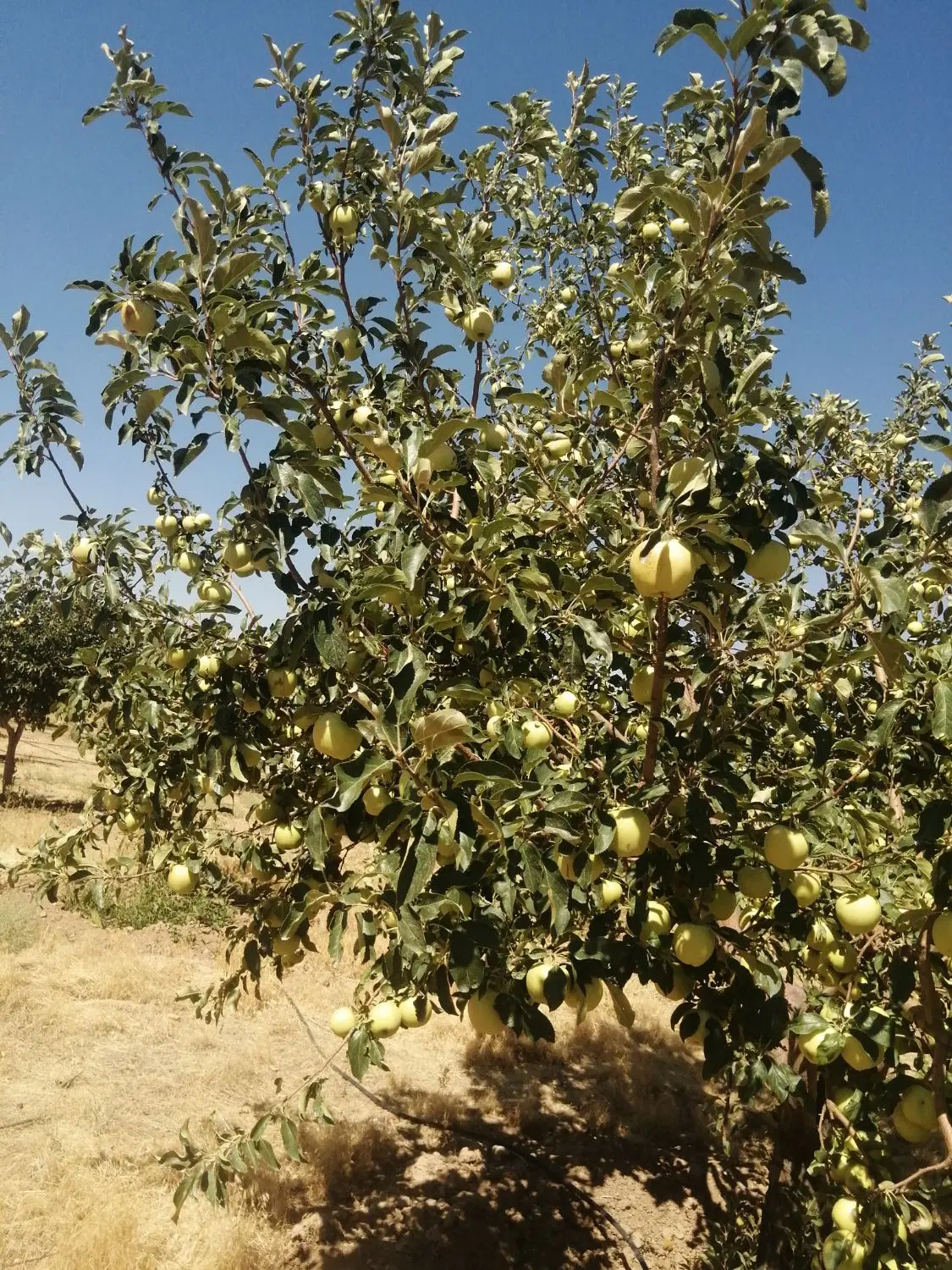 باغ سلطانیه