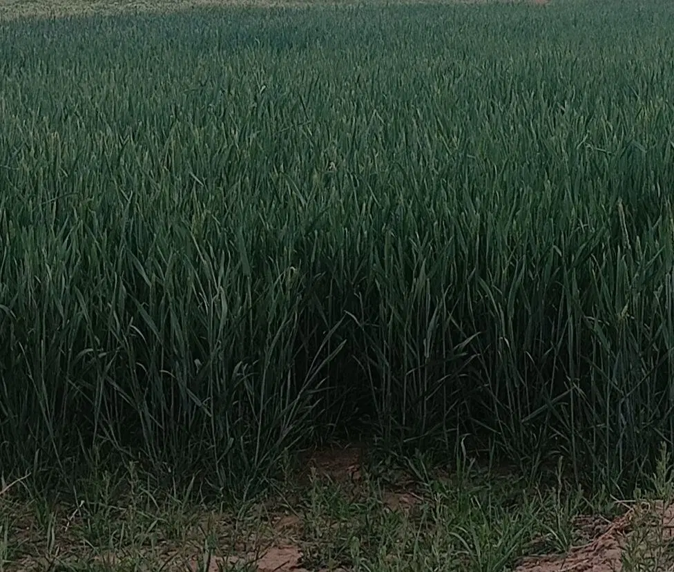 زمین باغی زراعی شاهیک