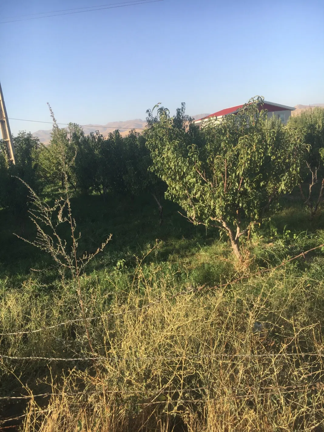 زمین