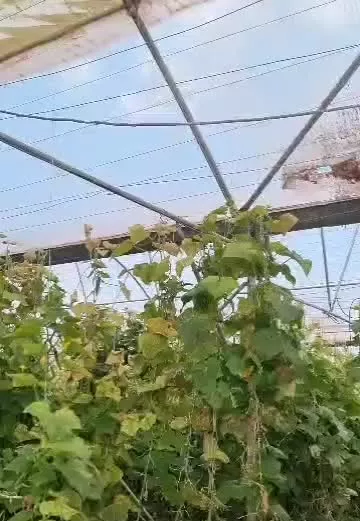 فروش سازه گلخانه به متراژ ۸۲۰۰ متر مربع