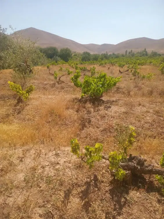 زمین باغی در کوینک