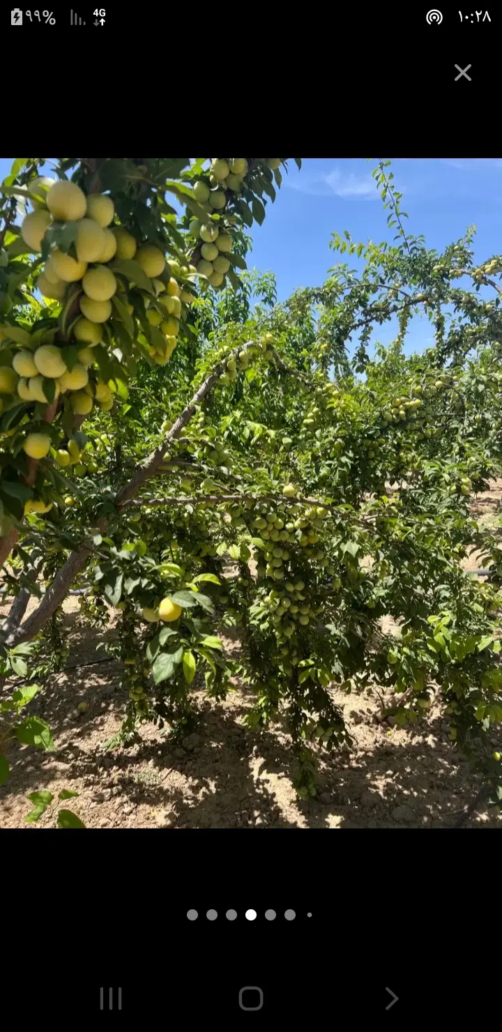 باغچه ۱۰۰۰ متری