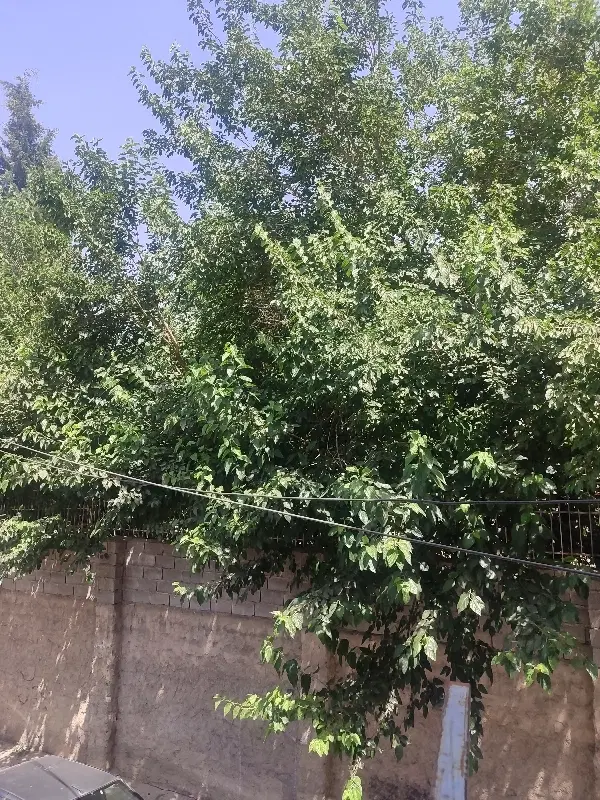 اجاره خانه