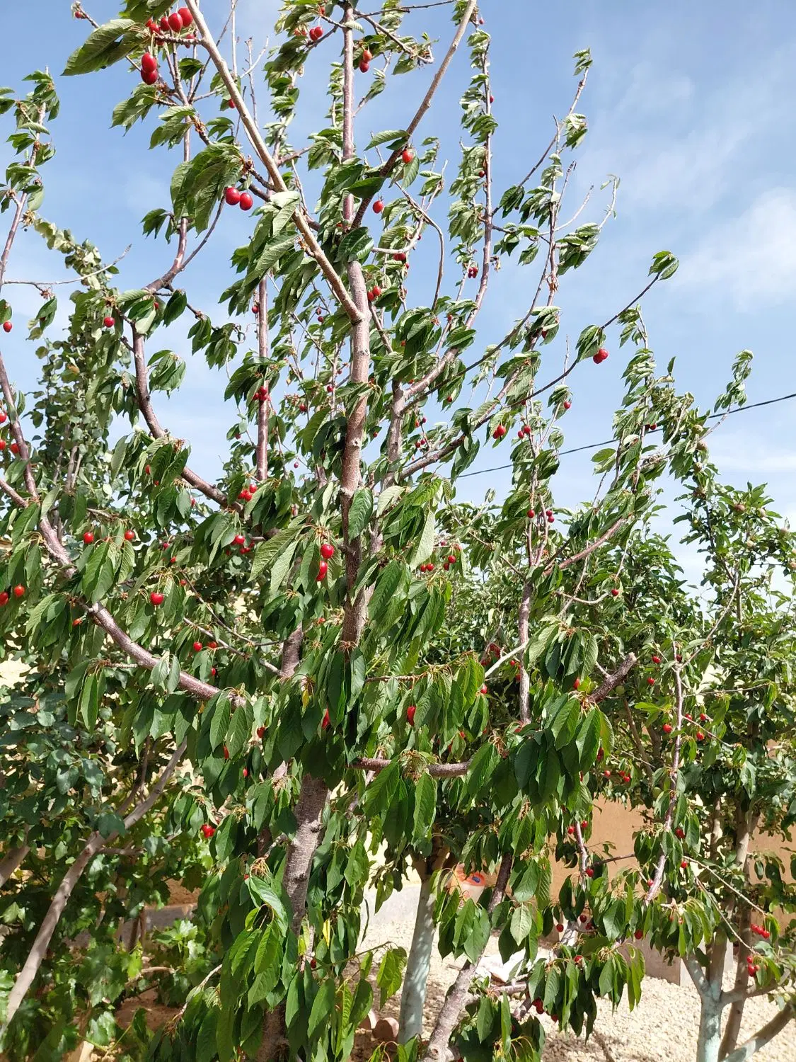 زمین کشاورزی