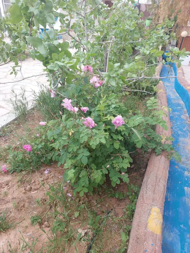 باغ