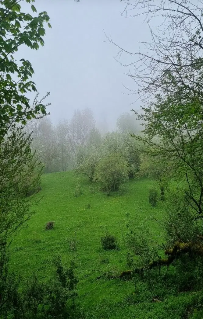 ویلایی اجاره ای در وسط جنگل