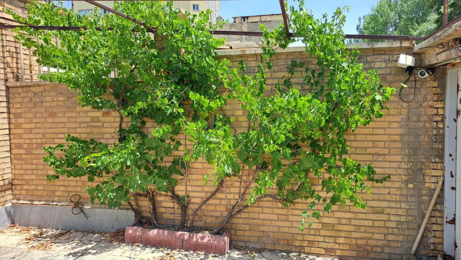 فروش یکباب حیاط مسکونی در توانیر، کوی یزدانی